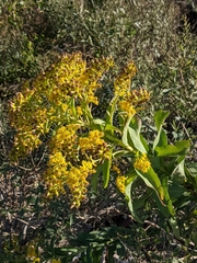 Solidago sempervirens