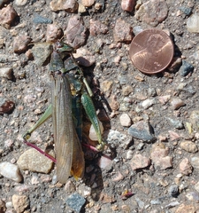 Schistocerca shoshone