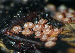 Uropodella
