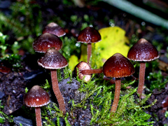 Inocybe tenax