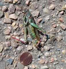 Schistocerca shoshone