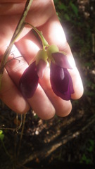 Mucuna pruriens