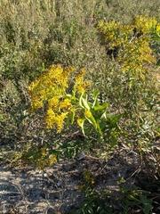 Solidago sempervirens