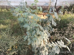 Prosopis juliflora