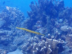 Aulostomus chinensis