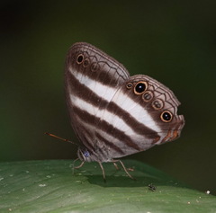 Pareuptychia hesionides