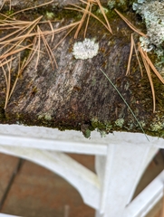 Hyperphyscia adglutinata