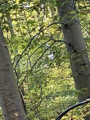 Dryobates pubescens