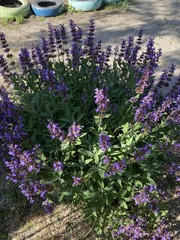 Salvia