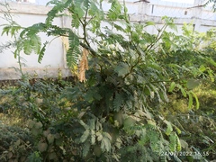 Prosopis juliflora