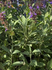 Salvia