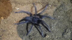 Encyocrates raffrayi