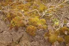 Trichostomum brachydontium