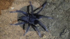 Encyocrates raffrayi