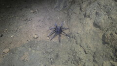 Encyocrates raffrayi