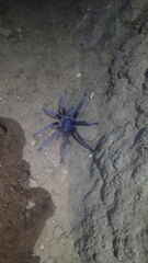 Encyocrates raffrayi