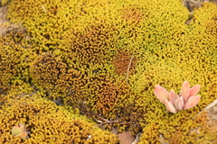 Trichostomum brachydontium
