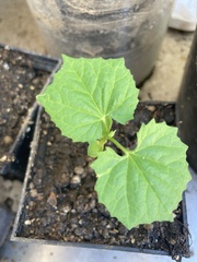 Cucumis melo