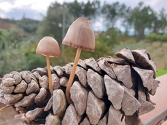 Mycena seynii