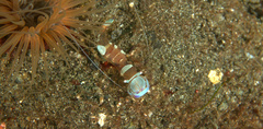 Ancylomenes magnificus
