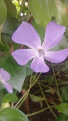 Vinca major