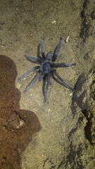 Encyocrates raffrayi