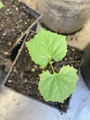 Cucumis melo