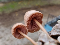 Mycena seynii