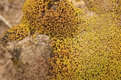 Trichostomum brachydontium