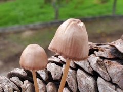 Mycena seynii