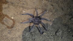 Encyocrates raffrayi