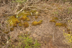 Trichostomum brachydontium