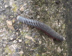 Ommatoiulus lusitanus