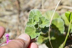 Pelargonium reniforme