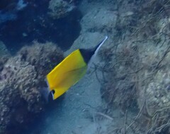 Forcipiger flavissimus