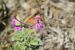Pelargonium reniforme