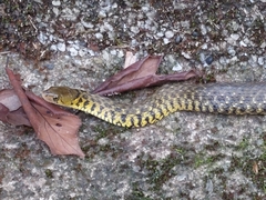 Fowlea flavipunctata