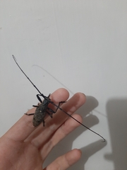 Pelargoderus bipunctatus