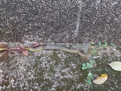 Fowlea flavipunctata