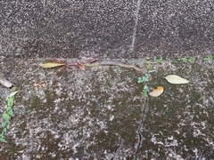 Fowlea flavipunctata