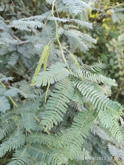 Prosopis juliflora