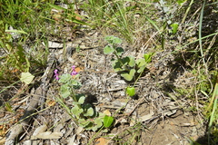 Pelargonium reniforme