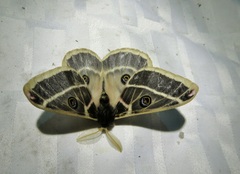 Agapema homogena