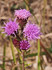 Liatris scariosa