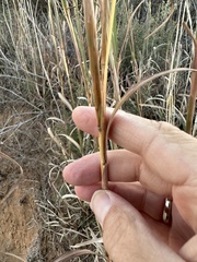 Andropogon hallii