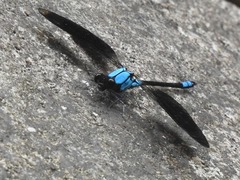 Diphlebia euphoeoides