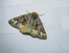 Caripeta pulcherrima