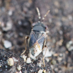 Geocoris