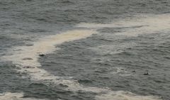 Delphininae