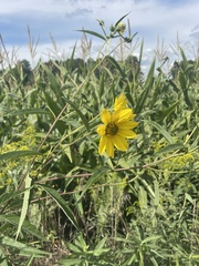 Helianthus grosseserratus